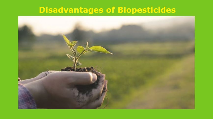 Disadvantages of Biopesticide