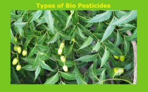 Types of Bio Pesticide